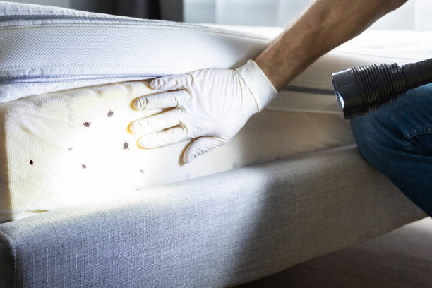 Trusted Norfolk, VA Pest Control Experts